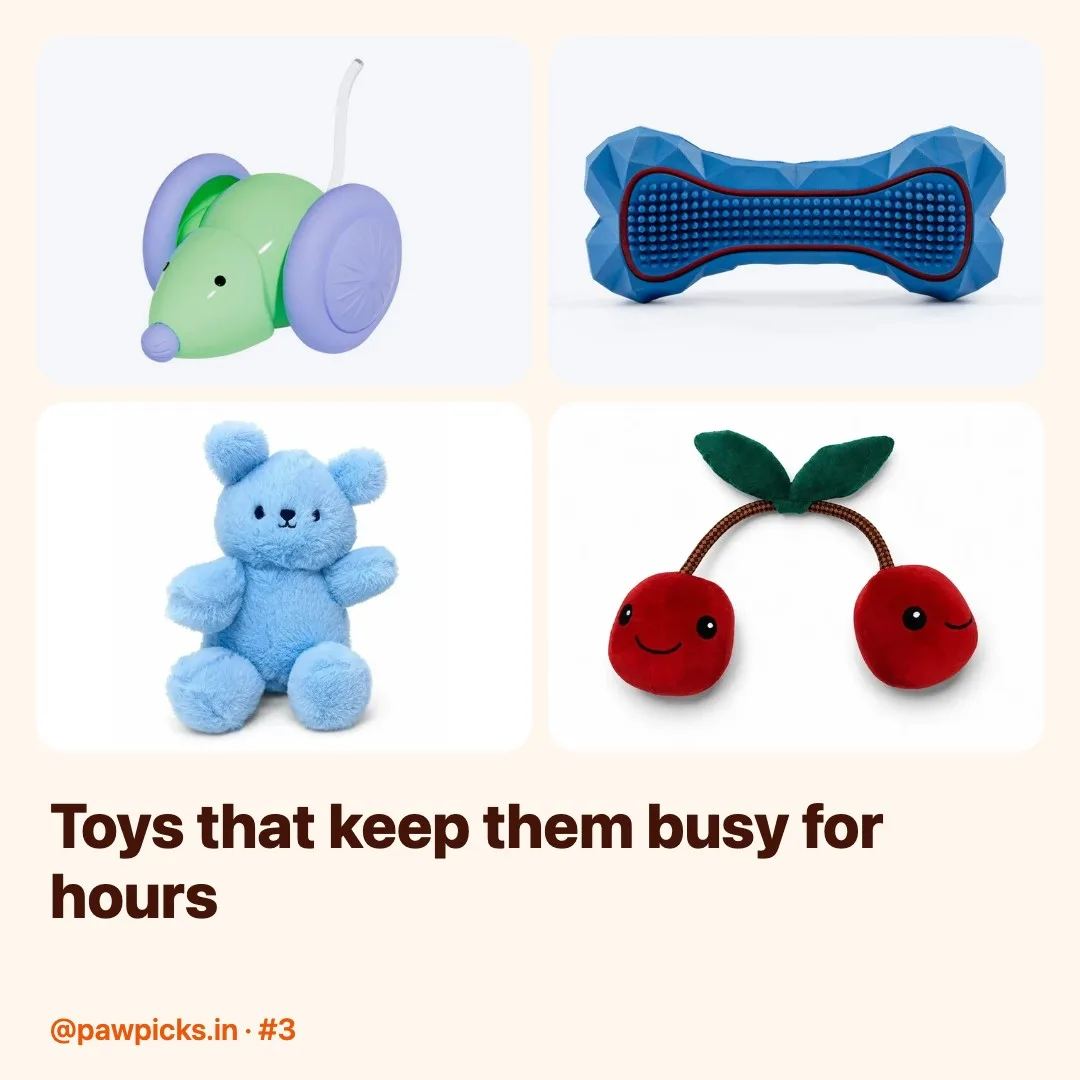 Post #3: Bored dog = destroyed sofa 😅 Chew toys, rope toys & puzzle toys that actually keep my dog busy.